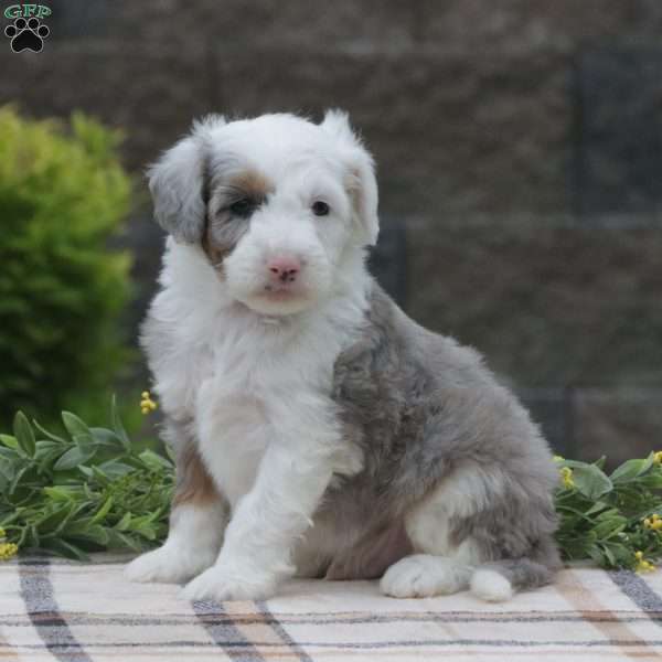 Lawson, Mini Sheepadoodle Puppy